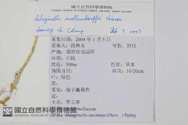 異葉卷柏藏品圖，第2張