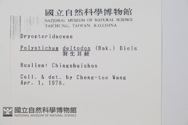 對生耳蕨藏品圖，第2張