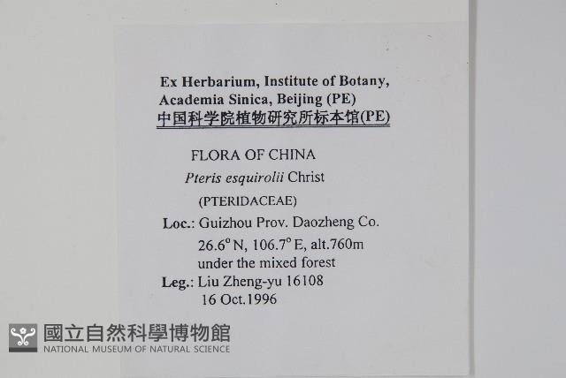 闊葉鳳尾蕨藏品圖，第2張