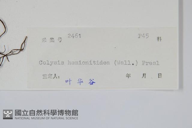 斷線蕨藏品圖，第2張