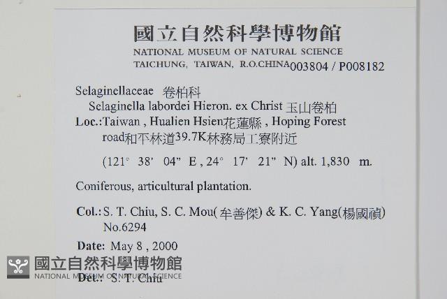 玉山卷柏藏品圖，第2張
