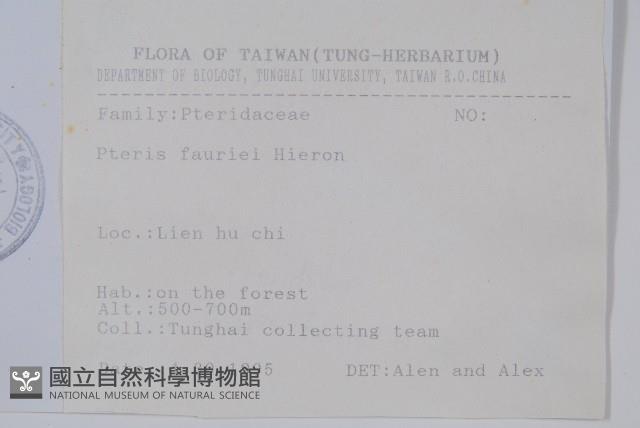 傅氏鳳尾蕨藏品圖，第2張