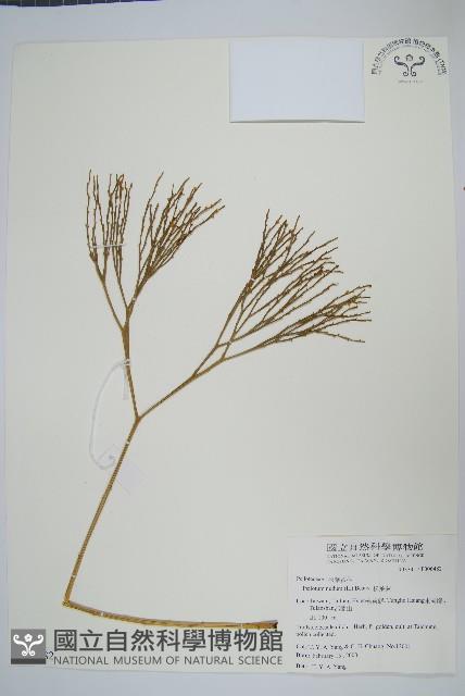 松葉蕨藏品圖，第1張