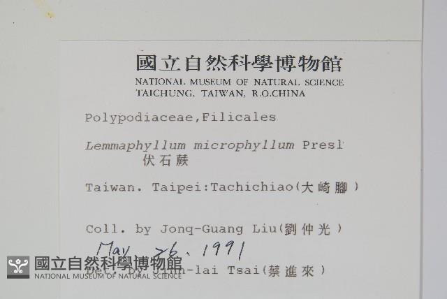 抱樹蕨、伏石蕨藏品圖，第2張
