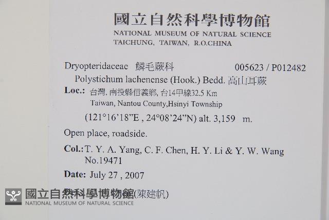 麗江耳蕨藏品圖，第2張