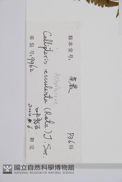 菜蕨藏品圖，第2張