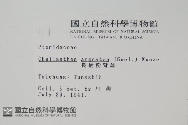 長柄粉背蕨藏品圖，第2張