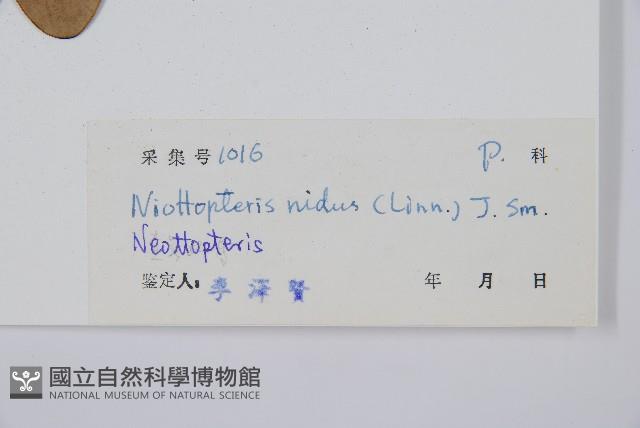 巢蕨藏品圖，第2張