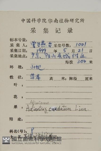 鞭葉鐵線蕨藏品圖，第2張