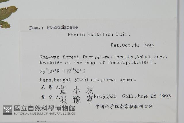 鳳尾蕨藏品圖，第2張