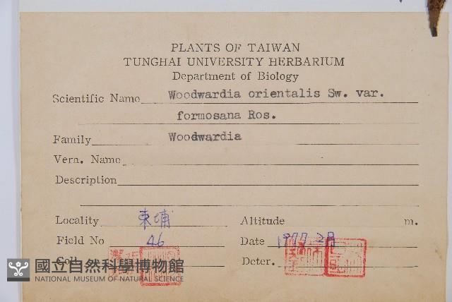 臺灣狗脊蕨藏品圖，第2張