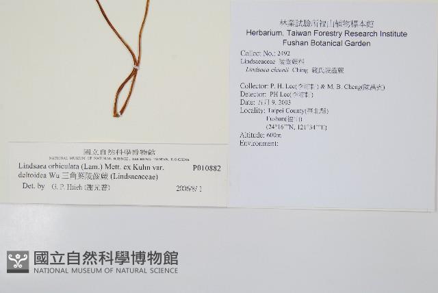 三角葉陵齒蕨藏品圖，第2張