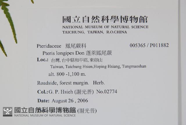 蓬萊鳳尾蕨藏品圖，第2張