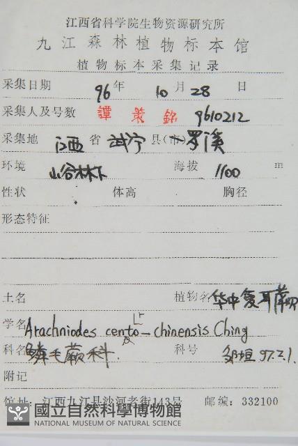 華中夏葉耳蕨藏品圖，第2張