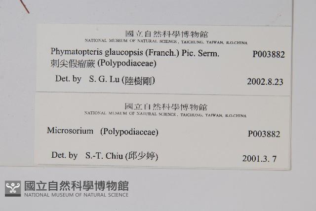 刺尖假瘤蕨藏品圖，第2張