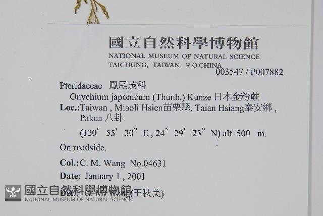 日本金粉蕨藏品圖，第2張