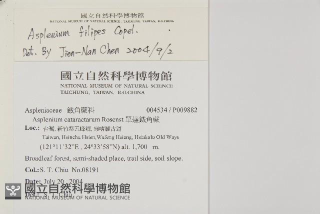 複齒鐵角蕨藏品圖，第2張