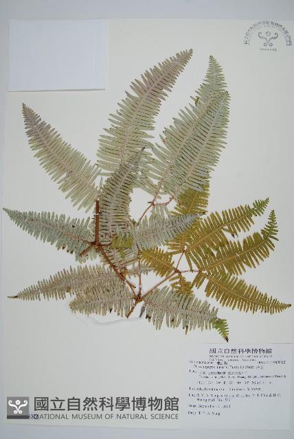 芒萁藏品圖，第1張