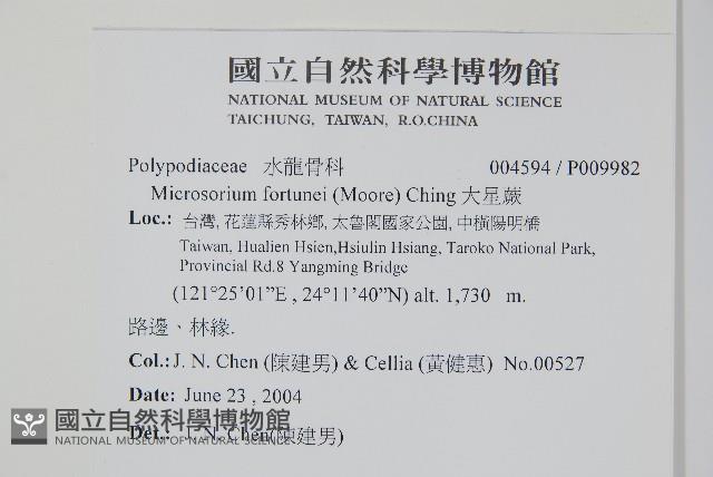 大星蕨藏品圖，第2張