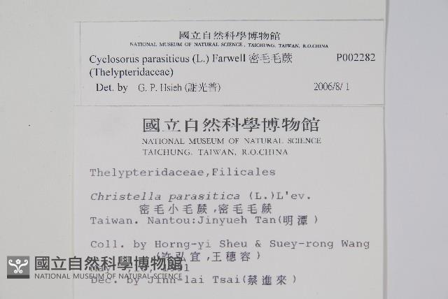 密毛毛蕨藏品圖，第2張