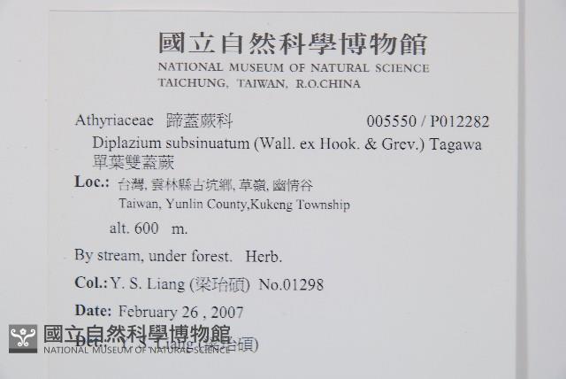 單葉雙蓋蕨藏品圖，第2張