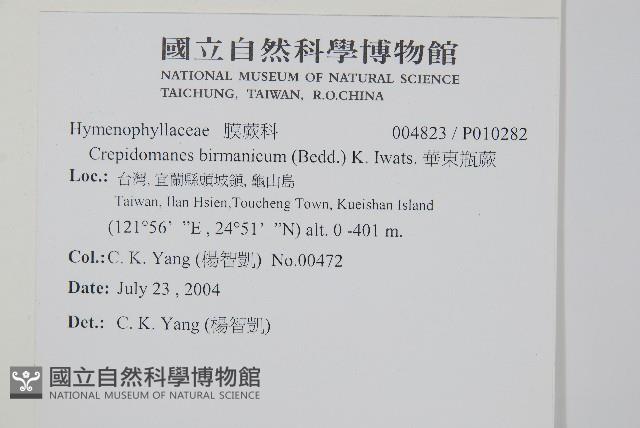 華東瓶蕨藏品圖，第2張