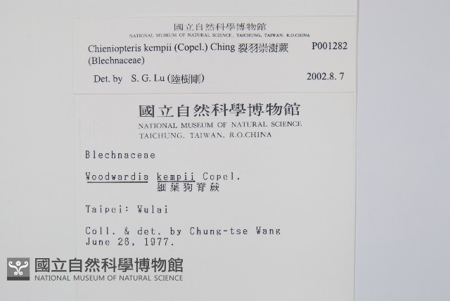 裂羽崇澍蕨藏品圖，第2張