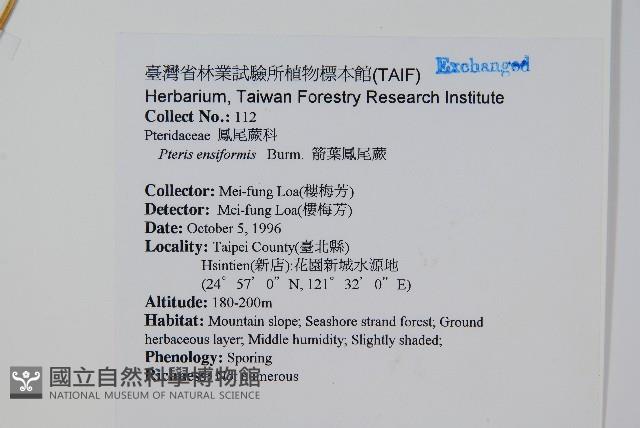 箭葉鳳尾蕨藏品圖，第2張