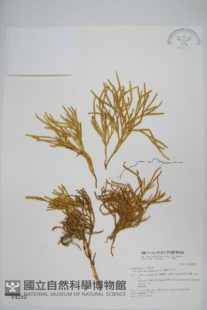 地刷子藏品圖，第1張