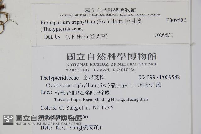 新月蕨藏品圖，第2張