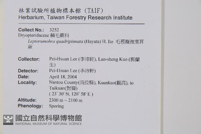 毛苞擬複葉耳蕨藏品圖，第2張