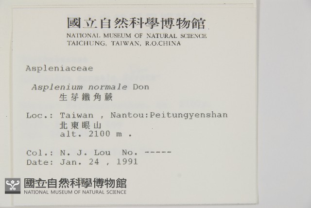 生芽鐵角蕨藏品圖，第2張