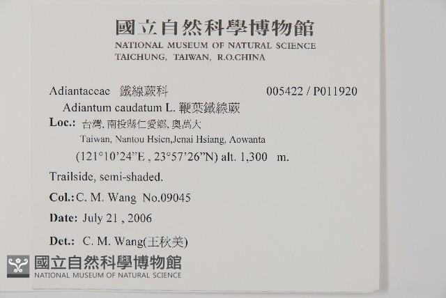 鞭葉鐵線蕨藏品圖，第2張