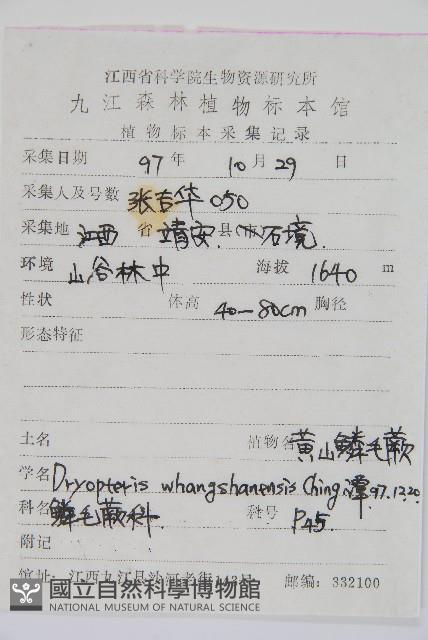 黃山鱗毛蕨藏品圖，第2張