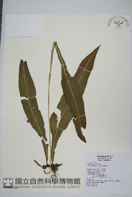 萊氏線蕨藏品圖，第1張