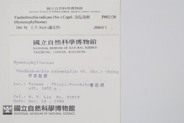 南海瓶蕨藏品圖，第2張