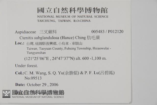 肋毛蕨藏品圖，第2張