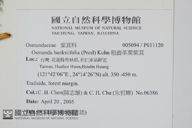 粗齒革葉紫萁藏品圖，第2張