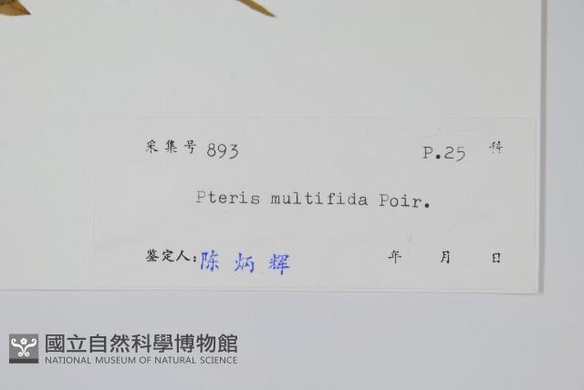 鳳尾蕨藏品圖，第2張