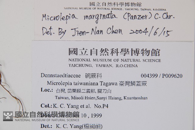 邊緣鱗蓋蕨藏品圖，第2張