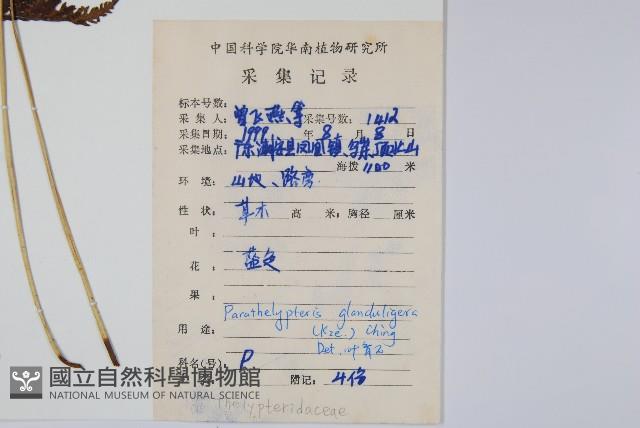 密腺副金星蕨藏品圖，第2張