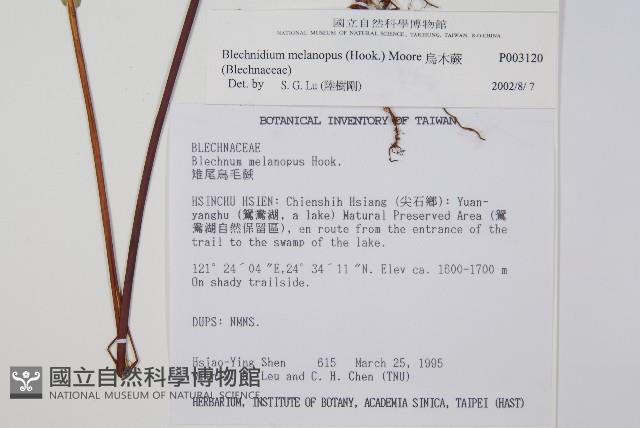 雉尾烏毛蕨藏品圖，第2張