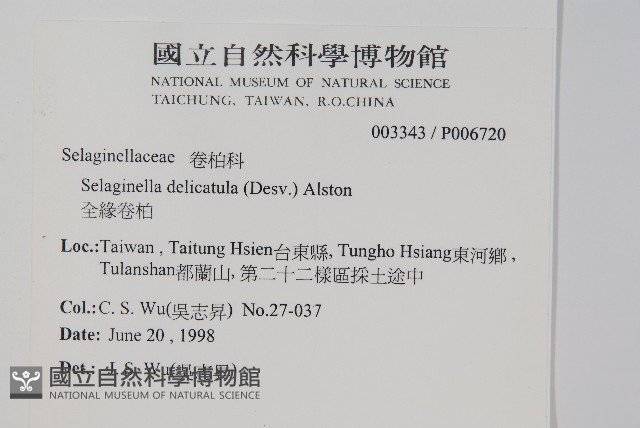 全緣卷柏藏品圖，第2張