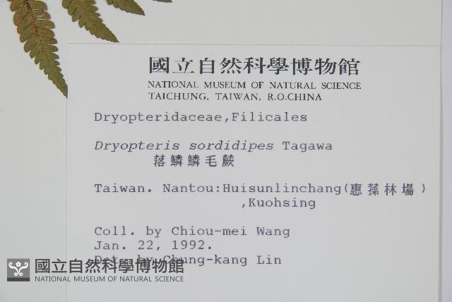 落鱗鱗毛蕨藏品圖，第2張