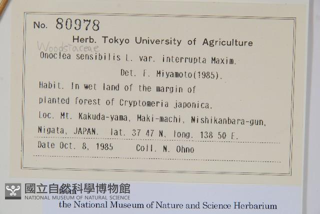 球子蕨藏品圖，第2張