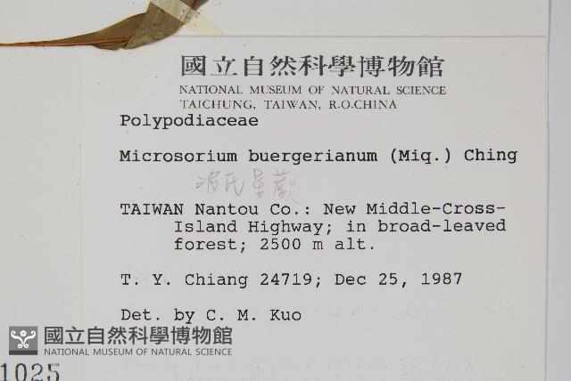 波氏星蕨藏品圖，第2張