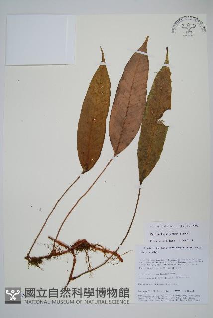 石葦藏品圖，第1張