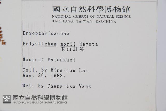 玉山耳蕨藏品圖，第2張