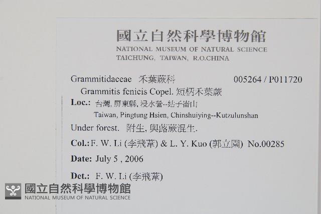 短柄禾葉蕨藏品圖，第2張