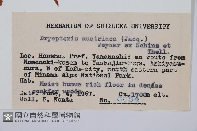 闊葉鱗毛蕨藏品圖，第2張